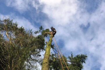 Tree Pruning & Surgery