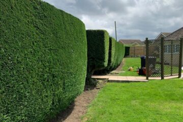 Hedge Cutting & Shaping